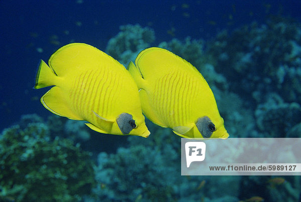 Fisch Pisces Schmetterlingsfisch Paar Paare Schmetterling Afrika Rotes Meer Sudan