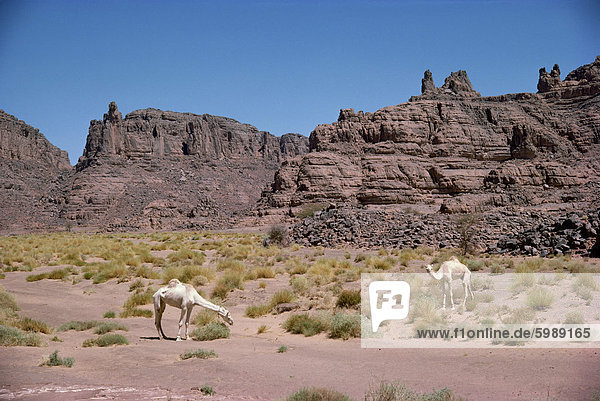 Kamele  in der Nähe von den Rand der Fadnoun Hochebene  die Wüste Sahara  Algerien  Nordafrika  Afrika