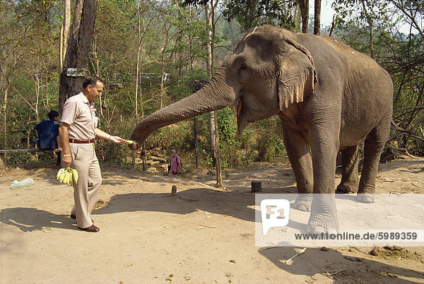 Tourist feeding bananas to an elephant at the Elephant camp near Chiang Mai  Thailand  Southeast Asia  Asia