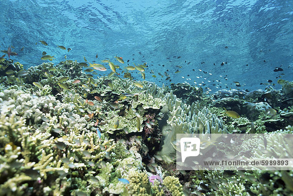 Flache Spitze des Riffs ist Kinderstube für Jungfische  Sabah  Malaysia  Südostasien  Asien