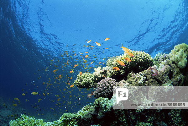 Sonnendurchflutetes Riff Top mit harten Korallen und Anthias  Rotes Meer  Ägypten  Nordafrika  Afrika