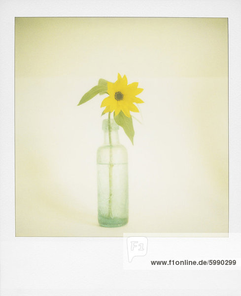 Polaroid einzelne Sonnenblume in alten grünen Glasflasche