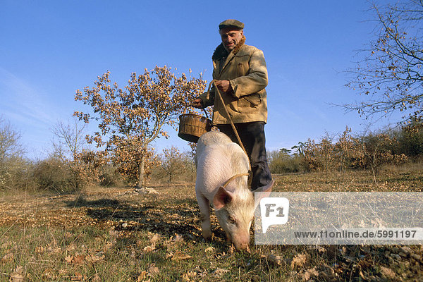 Trüffel-Produzent mit Schwein  die Suche nach Trüffeln im Januar  in der Nähe von Lalbenque  Quercy Region  Lot  Frankreich  Europa