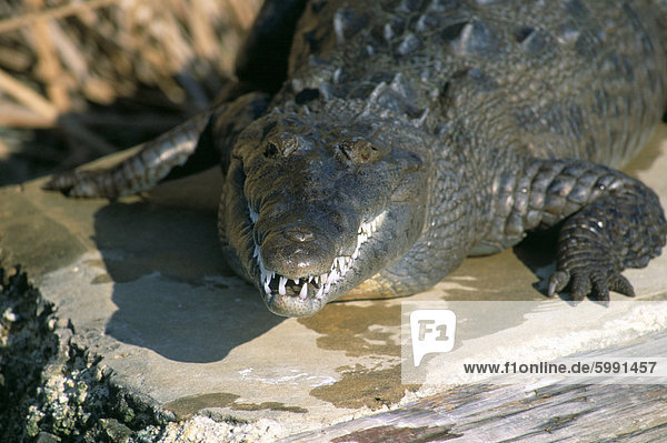 Krokodil  Black River  St. Elisabeth  Jamaika  Westindische Inseln  Mittelamerika