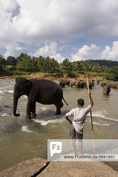 Elephants bathing in the river  Pinnewala Elephant Orphanage near Kegalle  Hill Country  Sri Lanka  Asia