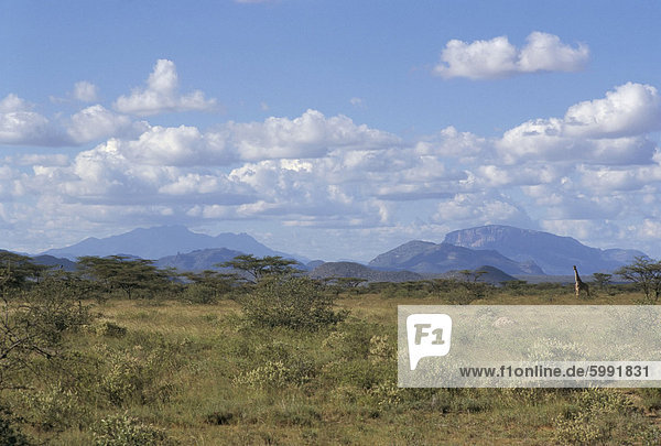 Blick nach Norden im Buschland Samburu  Kenia  Ostafrika  Afrika