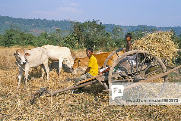Farmer and son sitting on ox-cart  near Siem Reap  Cambodia  Indochina  Southeast Asia  Asia