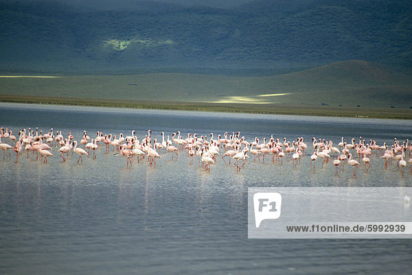 Flamingos  Serengeti Nationalpark  UNESCO World Heritage Site  Tansania  Ostafrika  Afrika