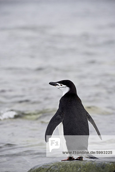 Zügelpinguin (Pygoscelis Antarctica)  Ronge Insel  Antarktische Halbinsel  Antarktis  Polarregionen