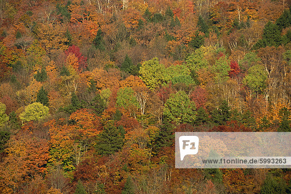 Luftbild von Wald oder Wald mit Bäumen im Herbst (Herbst) Farben in New England  Vereinigte Staaten von Amerika  Nordamerika