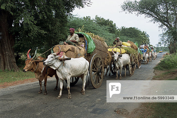 Eine Linie der Ochsenkarren auf einer Landstraße  die wichtigsten Verkehrsmittel für die Anwohner  Tamil Nadu  Indien  Asien