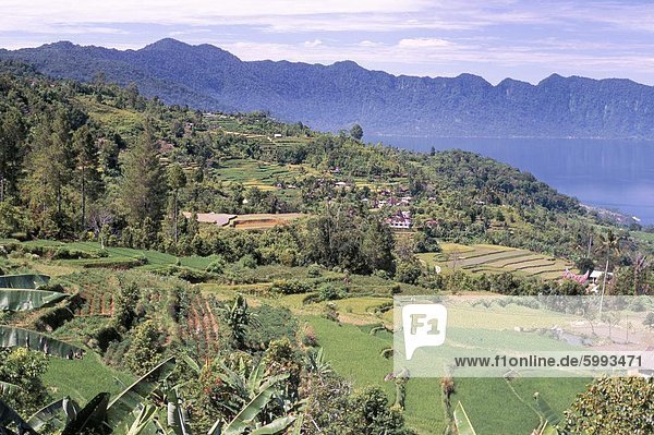 Reis-Terrassen am Ostufer des Maninjau  einer der West-Sumatra Krater Seen  Sumatra  Indonesien  Südostasien  Asien