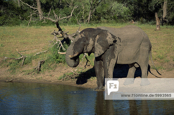 African elephant on the edge of water  Kruger National Park  South Africa  Africa