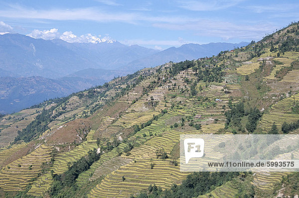 Terrassenförmig angelegten Feldern im unteren Trisuli-Tal  Trisuli  Himalaya  Nepal  Asien