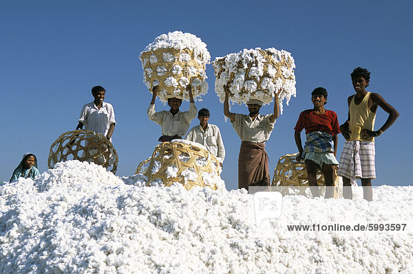 Mühle-Arbeiter auf Haufen von Rohbaumwolle Bälle auf Deccan Hochebene  nahe Aurangabad  Maharashtra  Indien  Asien
