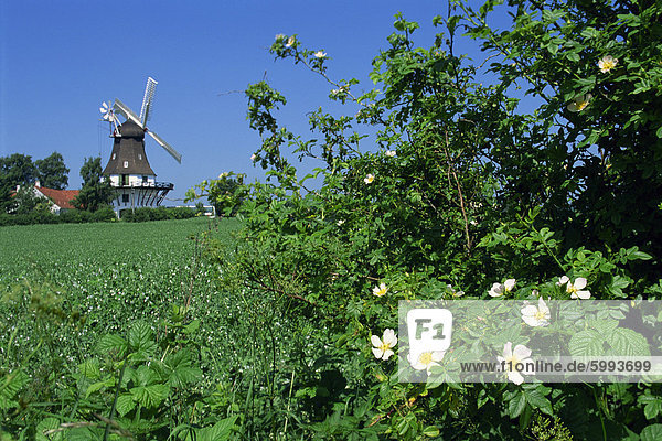 Sommerblumen in Hecke mit der Windmühle Egeskov hinter  Fünen  Dänemark  Skandinavien  Europa