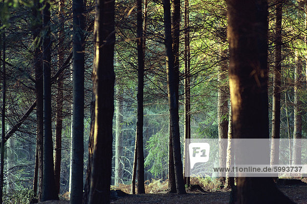 Schattigen Wald Szene  New Forest  Hampshire  England  Vereinigtes Königreich  Europa