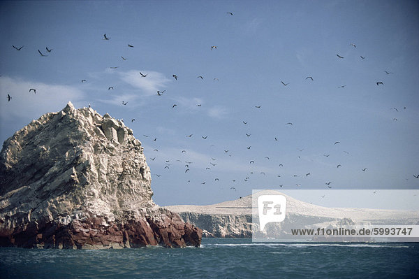 Ein Vogelschwarm oberhalb der Küste in der Nähe von Pisco  Peru  Südamerika