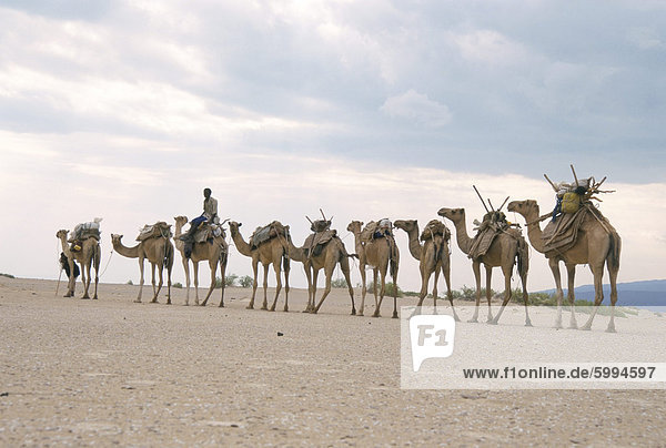 Kamel Zug unter der Leitung von Afar-Nomaden in sehr heißen und trockenen Wüste Danakil-Senke  Äthiopien  Afrika