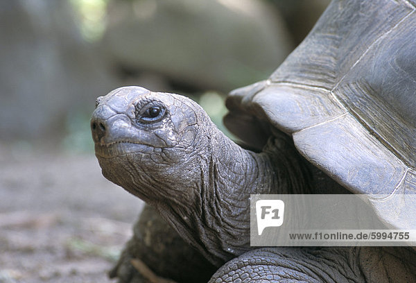 Schildkröte  Südküste  Curieuse Island  Seychellen  Indischer Ozean  Afrika