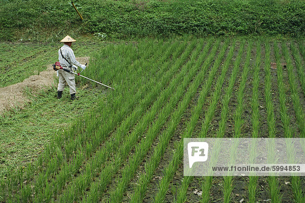 Mann im Feld schneiden Reis im Kiso-Tal  Okute  Japan  Asien