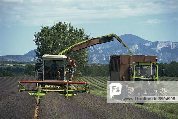 Harvesting lavender by machine on the Plateau de Valensole in the Alpes de Haute Provence  Provence  France  Europe