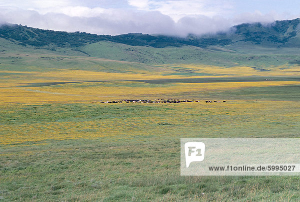 Masai Vieh nach Regen  Ngorongoro Krater  Ngorongoro Conservation Area  UNESCO World Heritage Site  Tansania  Ostafrika  Afrika