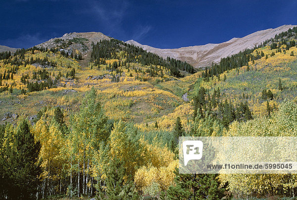 Espe Bäume  Independence Pass  Colorado  Vereinigte Staaten von Amerika (U.S.A.)  Nordamerika