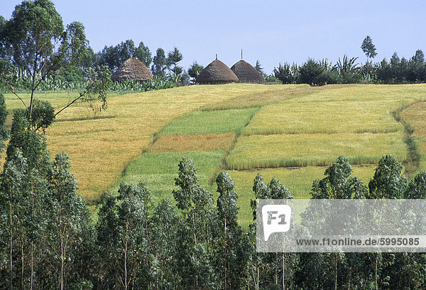 Felder auf dem Lande in das Land der Gourague  Hosana Region  Provinz Shoa  Äthiopien  Afrika