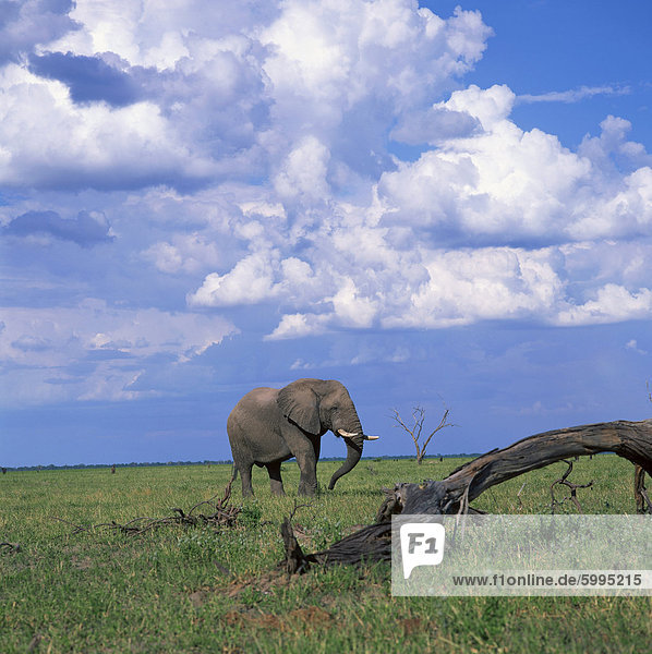 Elefanten im Chobe Nationalpark  Botswana  Afrika