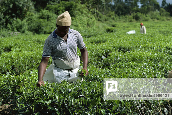 Tee pflücken  Mauritius  Afrika