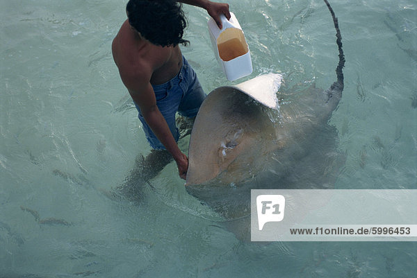 Stachelrochen  Nakatchafushi  Malediven  Indischer Ozean  Asien