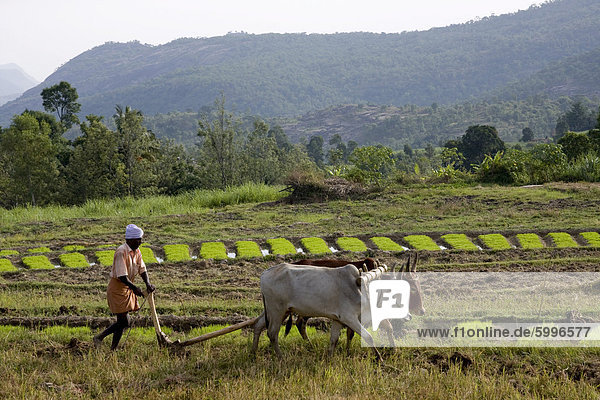 Ploughing an agricultural field  Marayoor  Kerala  India  Asia