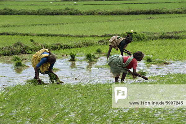 Arbeitnehmer in den Reisfeldern in der Nähe von Madurai  Tamil Nadu  Indien  Asien