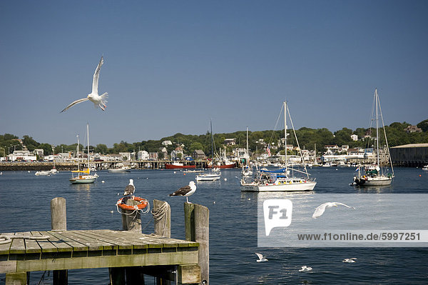 Boote und Möwen in Gloucester Harbor Gloucester Massachusetts Neuengland Vereinigte Staaten von Amerika Nordamerika