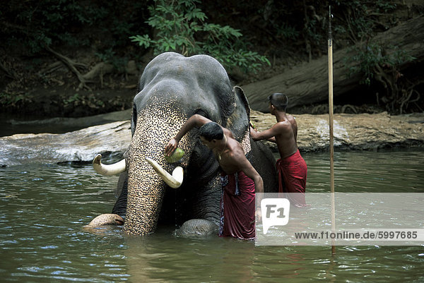 Zwei Männer Waschen eines Elefanten im Fluss nach einem Arbeitstag  Kandy-Bereich  Sri Lanka  Asien