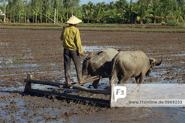 Farmer with oxen drawing plough in flooded fields near Myrtho in the Delta of the Mekong River  Vietnam  Indochina  Southeast Asia  Asia