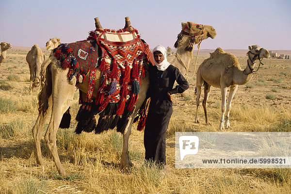 Mann neben Kamel zur Beförderung  Jordanien  Naher Osten