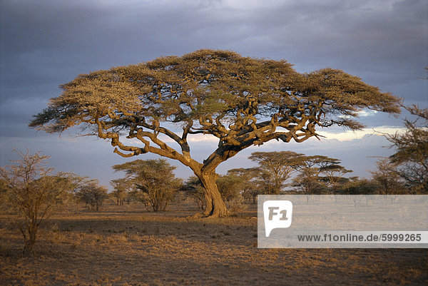 Akazie Baum (Acacia Tortilis)  Serengeti  Tansania  Ostafrika  Afrika