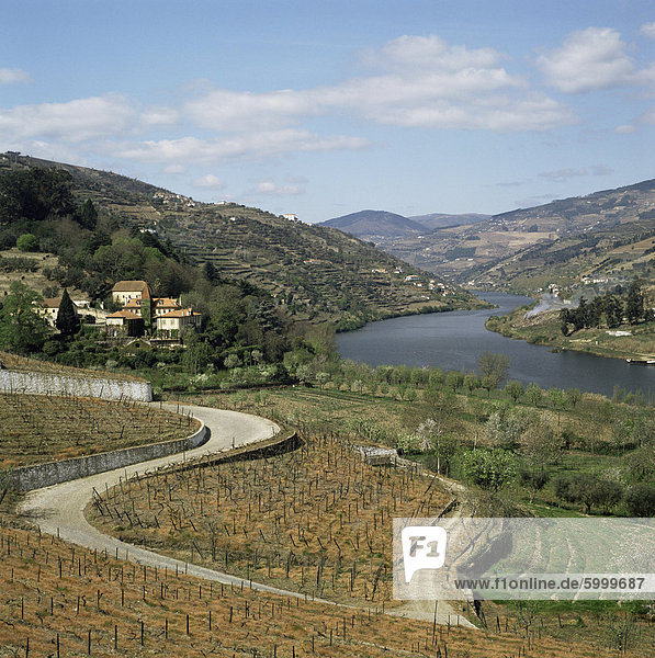 Weinberge von Quinta tun Mourao  in der Nähe von Regua  Portugal  Europa
