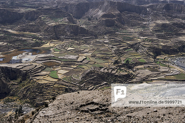 Blick über das Tal und die Inka-Terrassen in der Nähe von Chivay  Colca Canyon  Peru  Südamerika