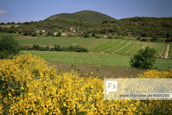 Weinberge in der Nähe von Moureze  Herault  Languedoc-Roussillon  Frankreich  Europa