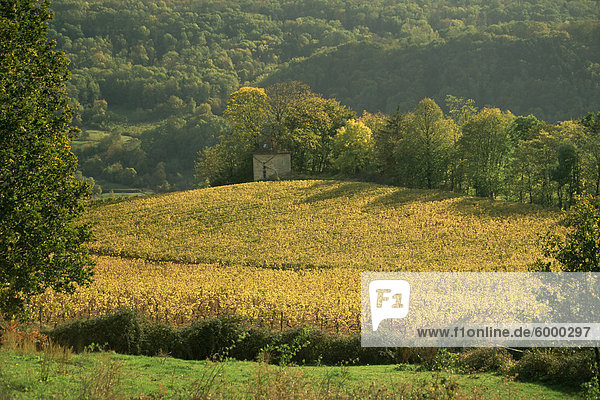 Weinberge im Herbst  in der Nähe von Arbois  Jura  Franche-Comte  Frankreich  Europa