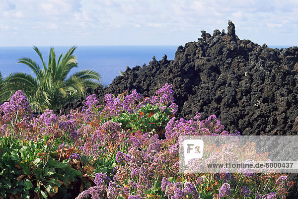 Am Straßenrand Blumen  La Palma  Kanarische Inseln  Spanien  Europa
