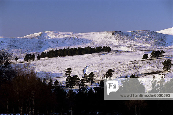 Kiefern auf Winter-Hügel  Cairngorm Mountains  Deeside  Hochlandregion  Schottland  Vereinigtes Königreich  Europa