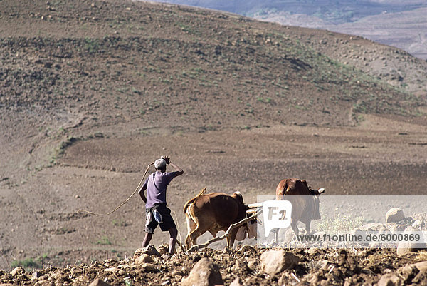 Man ploughing with animals on rough ground  Lasta Valley  Wollo region  Ethiopia  Africa