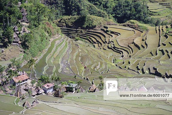 Berg Dorf Reis Reiskorn Insel Veranda Philippinen Südostasien Asien Luzon