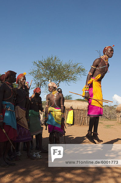 Samburu Stammesmitgliedern traditioneller Tanz  Loisaba Wildnis Conservancy  Laikipia  Kenia  Ostafrika  Afrika