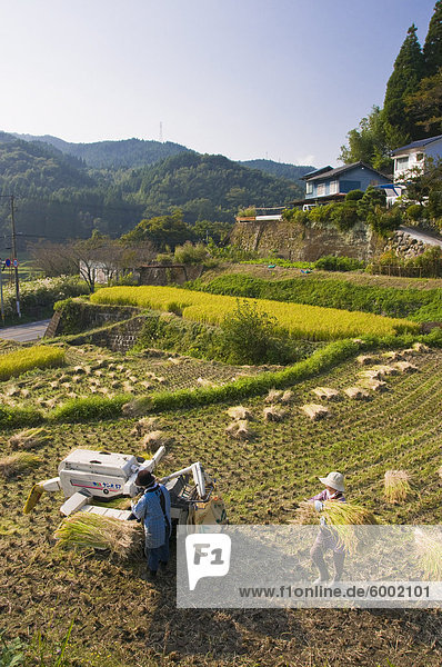 Dreschen frisch geernteten Reis in einem kleinen terrassierten Reisfeld nahe Oita Kyushu Japan Asien