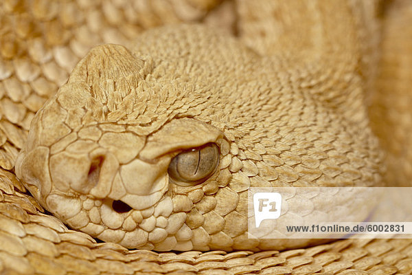 Hypomelanistic Western Diamant-zurück Klapperschlange (Western Diamondback Rattlesnake) (Crotalus Atrox) in Gefangenschaft  Arizona-Sonora Desert Museum  Tucson  Arizona  Vereinigte Staaten von Amerika  Nordamerika